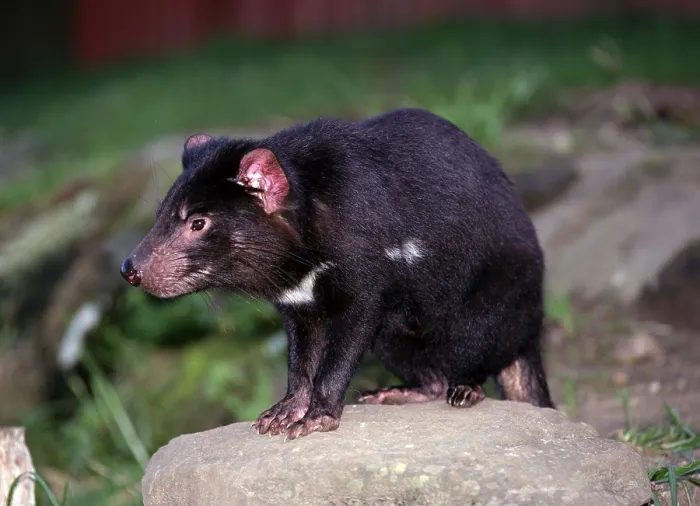 Framed Print : Tasmanian devil (Sarcophilus harrisii) Framed Print : Tasmanian devil (Sarcophilus harrisii)