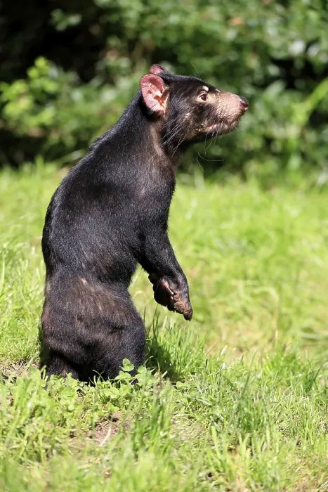 Framed Print : Tasmanian devil (Sarcophilus harrisii) Framed Print : Tasmanian devil (Sarcophilus harrisii)