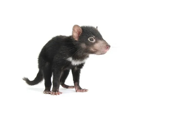 Framed Print : Tasmanian Devil (Sarcophilus harrisii), joey