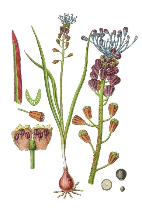 Framed Print : Tassel hyacinth (Muscari comosum) Framed Print : Tassel hyacinth (Muscari comosum)