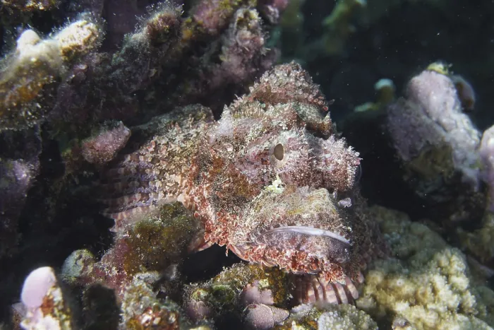 Framed Print : Tassled Scorpionfish (Scorpaenopsis barbata) Framed Print : Tassled Scorpionfish (Scorpaenopsis barbata)