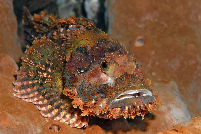 Framed Print : Tassled scorpionfish (Scorpaenopsis oxycephala)