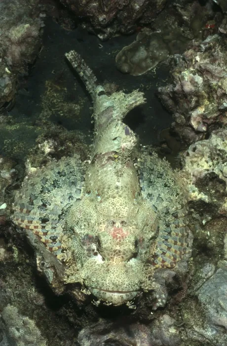 Framed Print : Tassled Scorpionfish (Scorpaenopsis oxycephala) camouflaged in coral reef