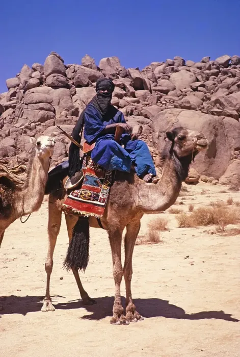 Framed Print : Taureg man riding camel leading camel train, Tassili N'Ajjer National Park, Sahara desert, Algeria, north Africa 1973, Africa