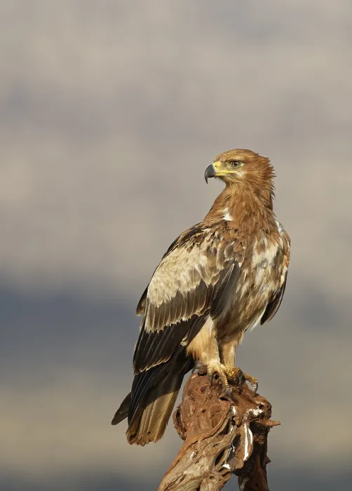 Framed Print : Tawny eagle (Aquila rapax) sits on branch Framed Print : Tawny eagle (Aquila rapax) sits on branch