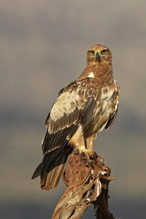 Framed Print : Tawny eagle (Aquila rapax) sits on branch Framed Print : Tawny eagle (Aquila rapax) sits on branch