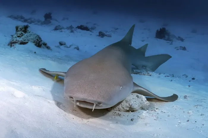 Framed Print : Tawny nurse shark (Nebrius ferrugineus) lies on a sandy bottom