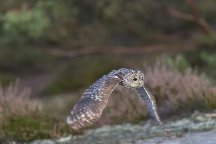 Framed Print : One tawny owl or brown owl (Strix aluco) flying over heather near a forest Framed Print : One tawny owl or brown owl (Strix aluco) flying over heather near a forest