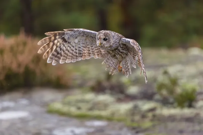 Framed Print : One tawny owl or brown owl (Strix aluco) flying over heather near a forest