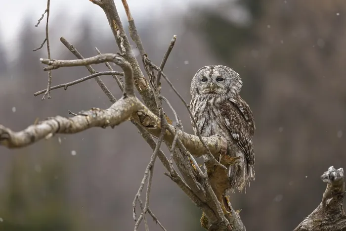 Framed Print : One tawny owl or brown owl (Strix aluco) sitting on a branch and looking for prey