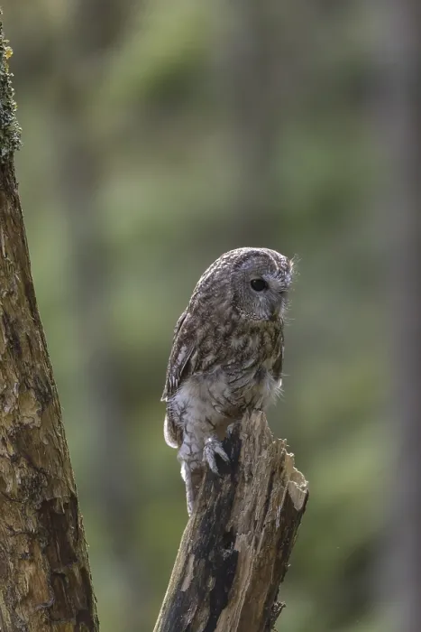 Framed Print : One tawny owl or brown owl (Strix aluco) sitting on a dead tree in the bavarian forest Framed Print : One tawny owl or brown owl (Strix aluco) sitting on a dead tree in the bavarian forest