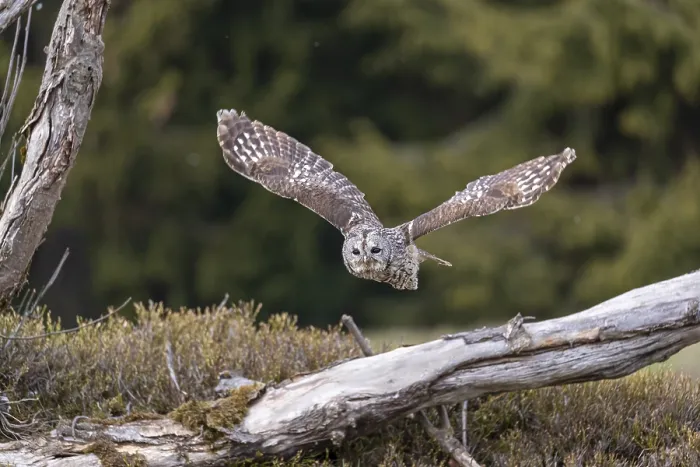 Framed Print : One tawny owl or brown owl (Strix aluco) starting off of a branch for a hunt