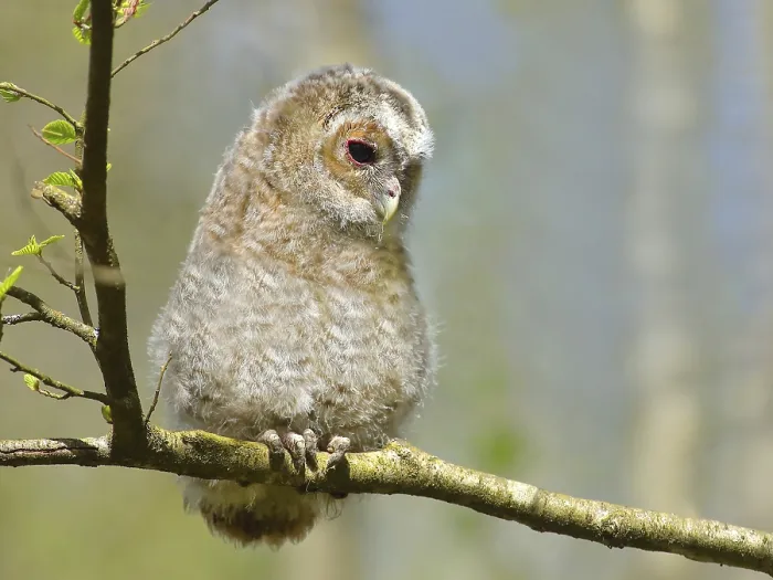 Framed Print : Tawny owl (Strix aluco) 4-week-old young bird Framed Print : Tawny owl (Strix aluco) 4-week-old young bird