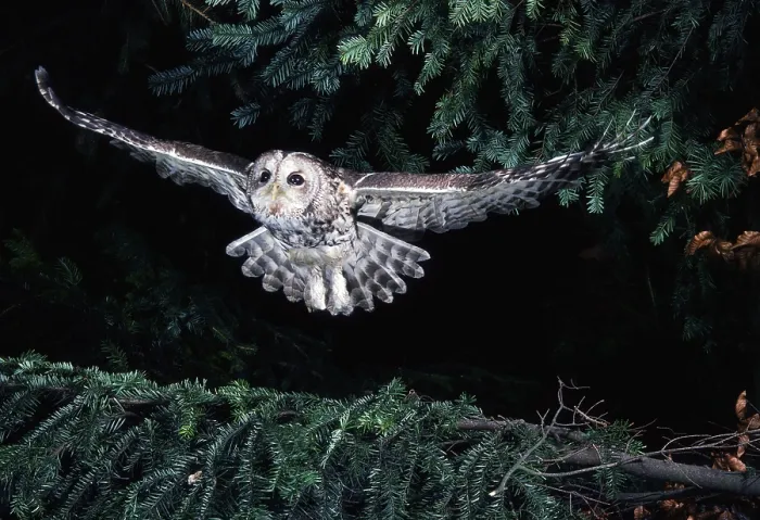 Framed Print : Tawny Owl (Strix aluco)