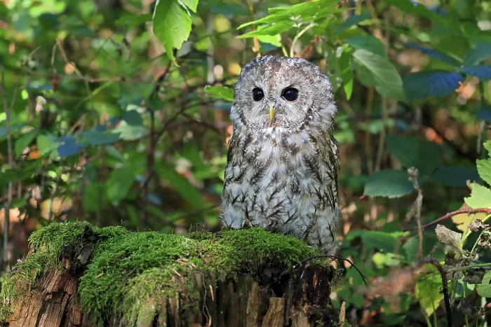 Framed Print : Tawny Owl (Strix aluco), adult