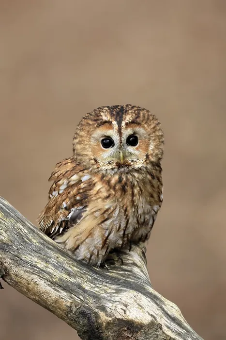Framed Print : Tawny owl (Strix aluco), adult Framed Print : Tawny owl (Strix aluco), adult