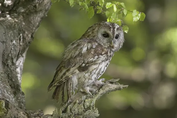 Framed Print : Tawny Owl (Strix aluco), adult perched in beech tree