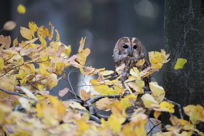Framed Print : Tawny owl (Strix aluco) in autumn forest