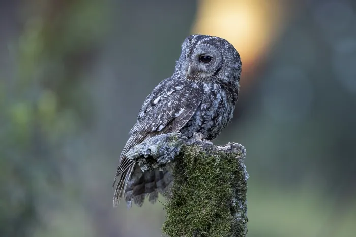 Framed Print : Tawny Owl (Strix aluco), Caceres Province Framed Print : Tawny Owl (Strix aluco), Caceres Province