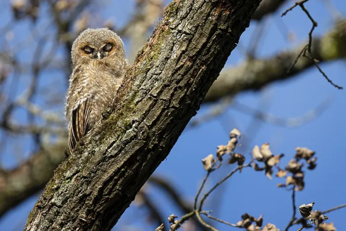 Framed Print : Tawny owl (Strix aluco), fledgling nestling on a tree trunk