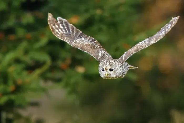 Framed Print : Tawny owl (Strix aluco) in flight