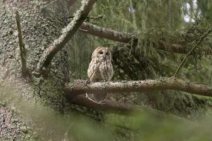 Framed Print : Tawny owl (Strix aluco), owl, on branch
