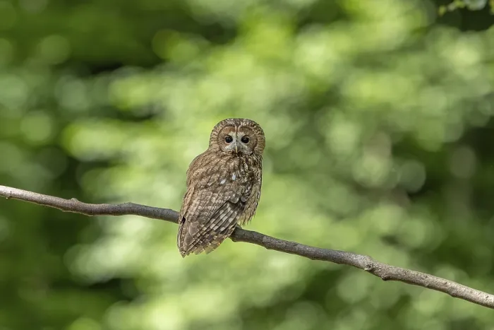 Framed Print : Tawny owl (Strix aluco), owl, on branch