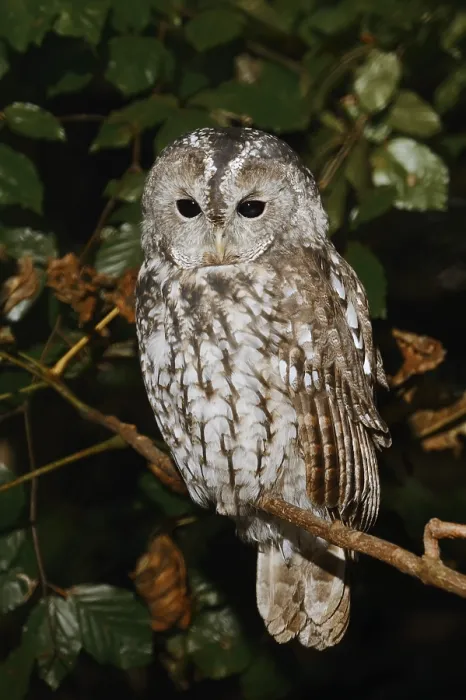 Framed Print : Tawny owl (Strix aluco) sitting on a branch