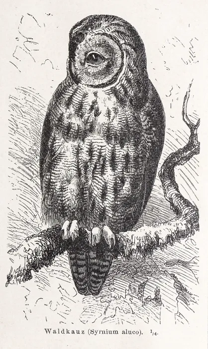 Framed Print : Tawny owl (Strix aluco) sitting on a lichen-covered branch Framed Print : Tawny owl (Strix aluco) sitting on a lichen-covered branch