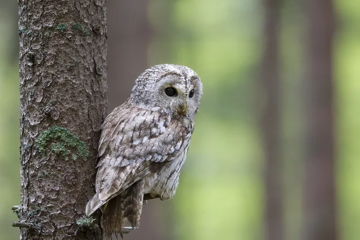 Framed Print : Tawny owl, Strix aluco, Tawny owl