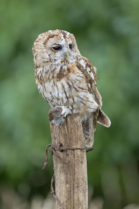 Framed Print : Tawny Owl, tawny owls (Strix aluco)