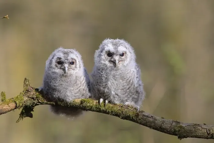 Framed Print : Tawny owls (Strix aluco), two young birds sitting on a branch