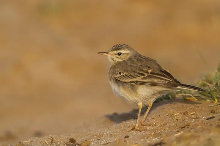 Framed Print : Tawny Pipit - Brachpieper - Anthus campestris Framed Print : Tawny Pipit - Brachpieper - Anthus campestris