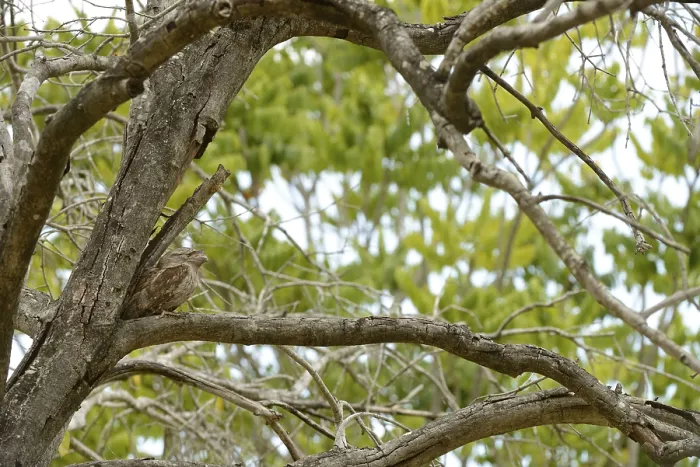 Framed Print : Tawny tawny frogmouth (Podargus strigoides)