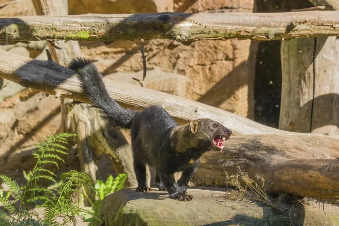 Framed Print : A Tayra (Eira barbara) stands on a fallen tree and eats something Framed Print : A Tayra (Eira barbara) stands on a fallen tree and eats something
