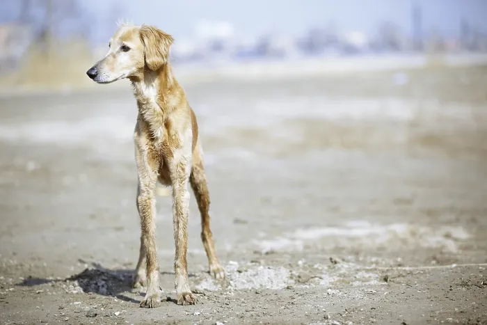 Framed Print : Tazy - Kazakh greyhound dog