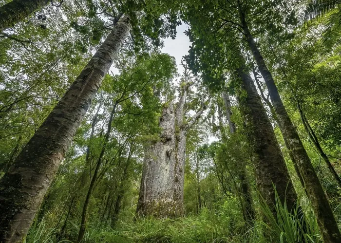 Framed Print : Te Matua Ngahere, father of the forest