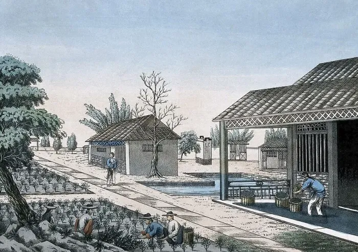 Framed Print : Tea cultivation, a tea plantation in China