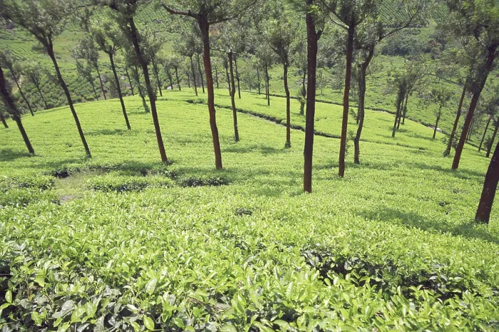 Framed Print : Tea farm, Munnar, Kerala, India