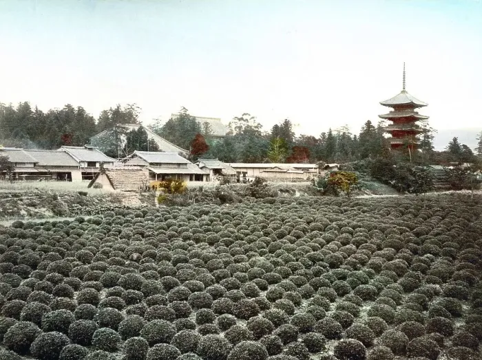 Framed Print : Tea field, Toji Pagoda behind, Kyoto, Japan, Asia
