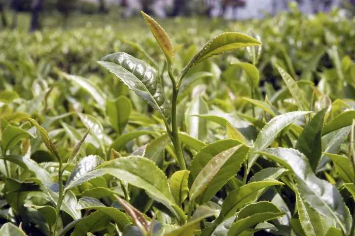 Framed Print : Tea garden at Chamunda valley in Himachal Pradesh Framed Print : Tea garden at Chamunda valley in Himachal Pradesh