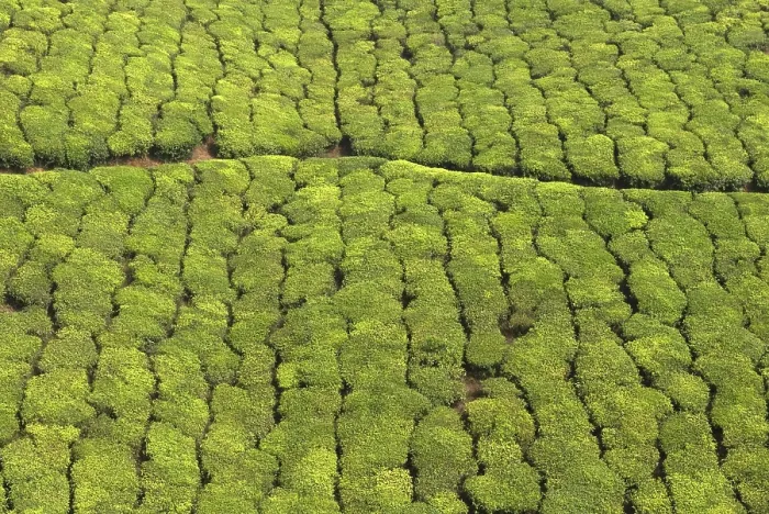 Framed Print : Tea garden in munnar, Kerala, India