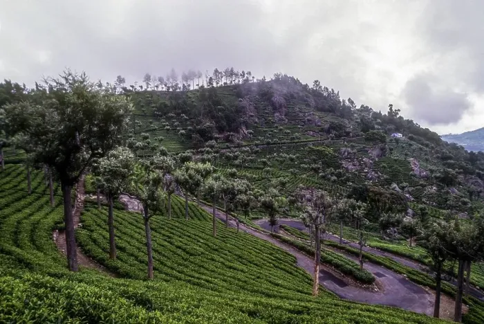 Framed Print : Tea gardens in Kerala, South India, India, Asia Framed Print : Tea gardens in Kerala, South India, India, Asia