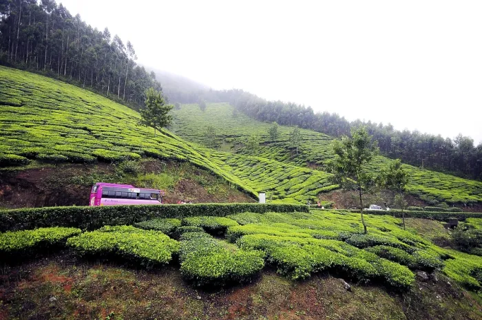 Framed Print : Tea gardens in Munnar hill station, Kerala, India