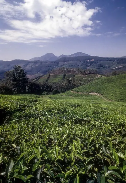 Framed Print : Tea gardens in Rajamalai, Munnar Framed Print : Tea gardens in Rajamalai, Munnar