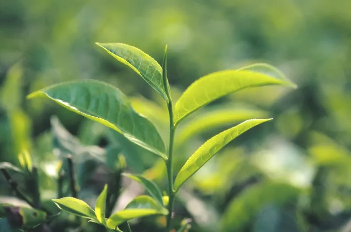 Framed Print : Tea leaves in garden, Tamil Nadu, India Framed Print : Tea leaves in garden, Tamil Nadu, India
