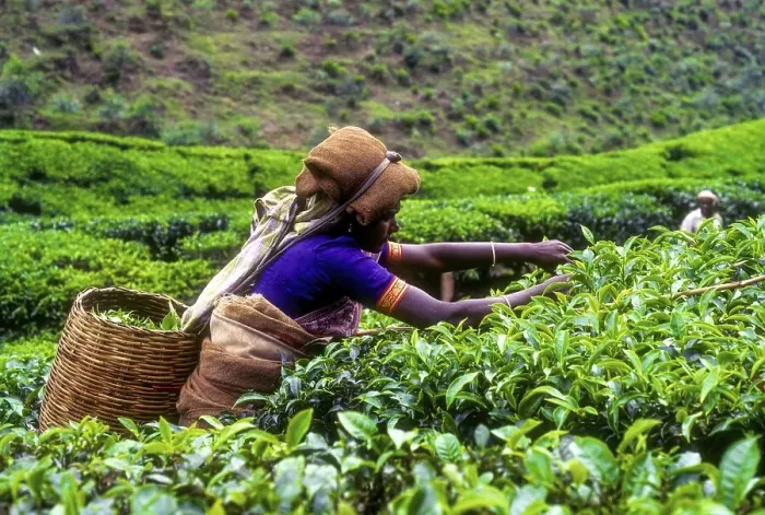 Framed Print : Tea picker in a Rajamalai plantation in Munnar