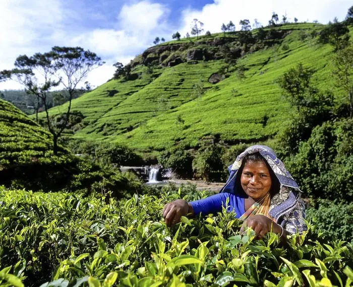 Framed Print : Tea picker working on a tea plantation Framed Print : Tea picker working on a tea plantation