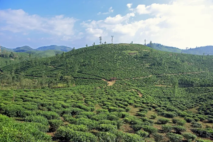 Framed Print : Tea plantation camellia sinensis Framed Print : Tea plantation camellia sinensis