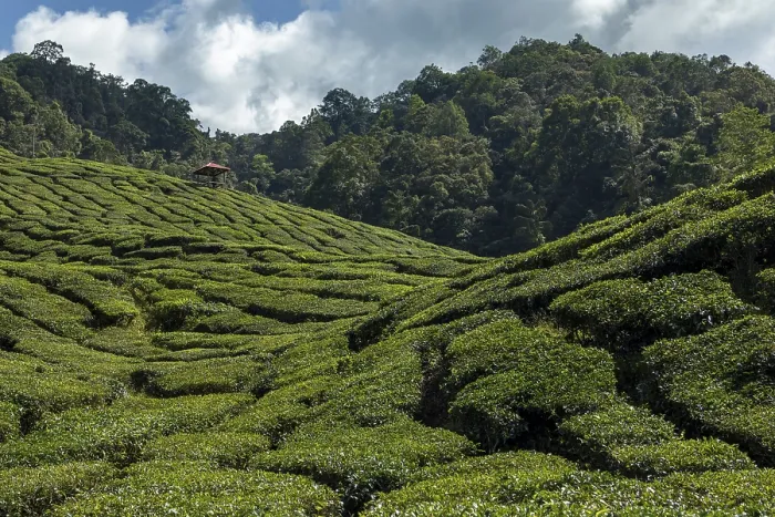 Framed Print : Tea plantation, Cameron Valley Tea